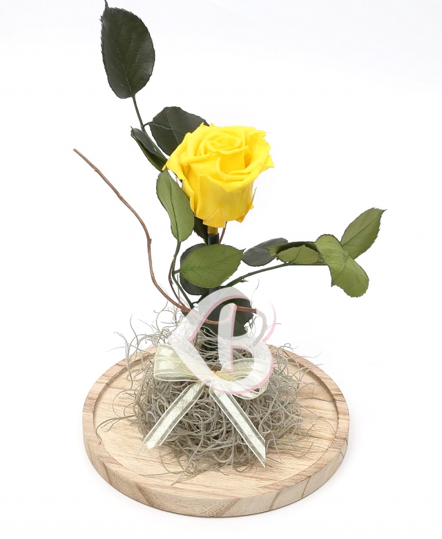Imaginea produsului Cupolă Cu Trandafir Criogenat Galben