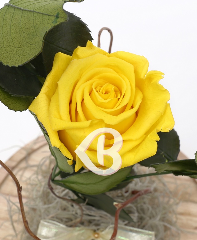 Imaginea produsului Cupolă Cu Trandafir Criogenat Galben