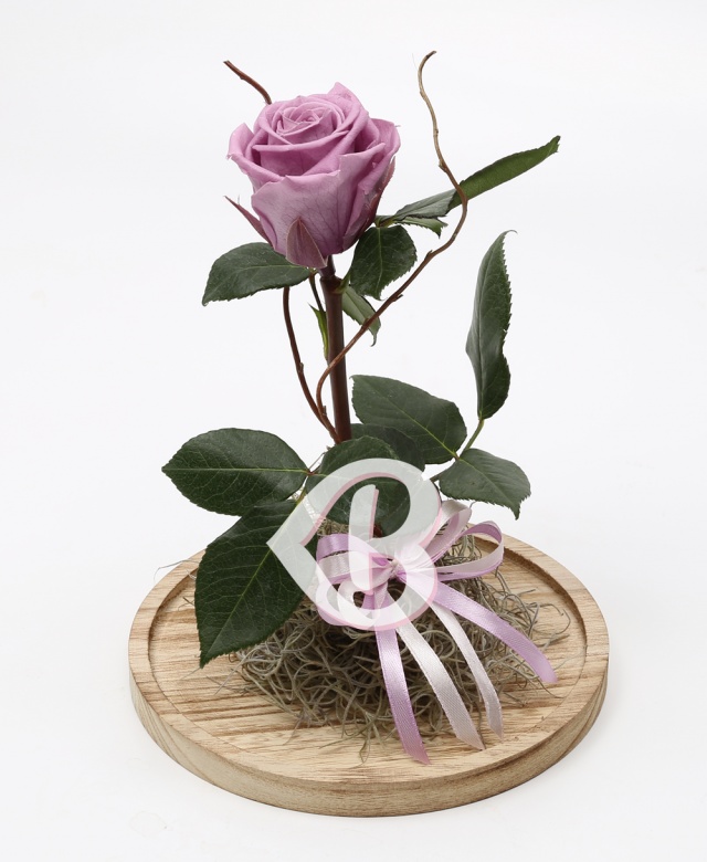 Imaginea produsului Trandafir Criogenat Mov în Cupolă