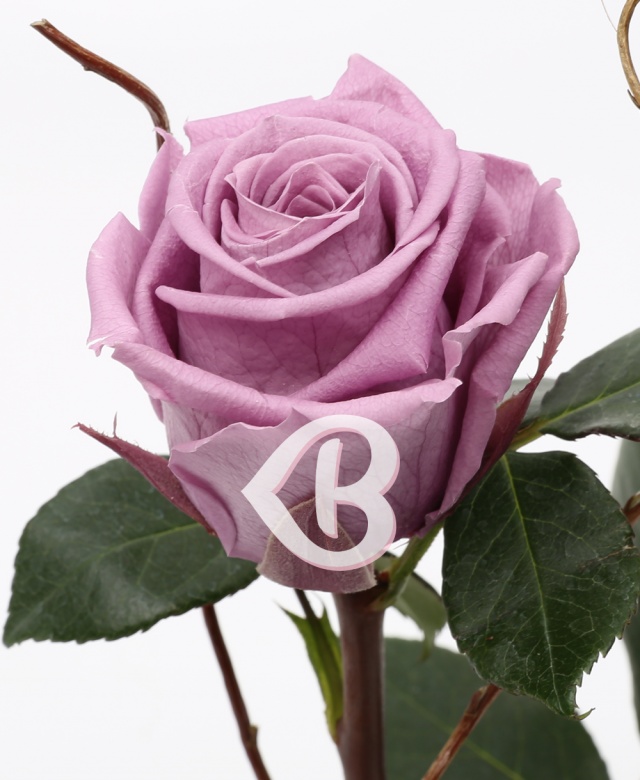 Imaginea produsului Trandafir Criogenat Mov în Cupolă