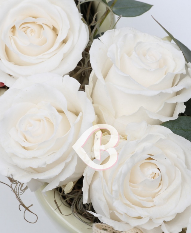 Imaginea produsului Trio 9 Criogenați Albi