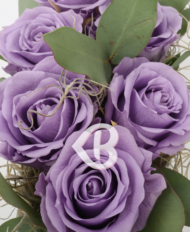 Imaginea produsului Trio 9 Criogenați Mov