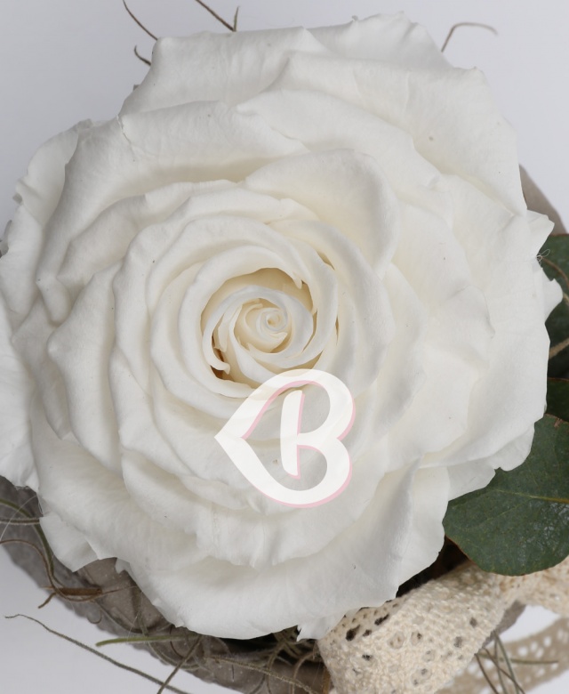 Imaginea produsului King Rose Criogenat Alb