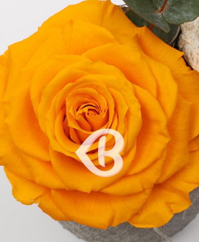 Imaginea produsului King Rose Criogenat Galben