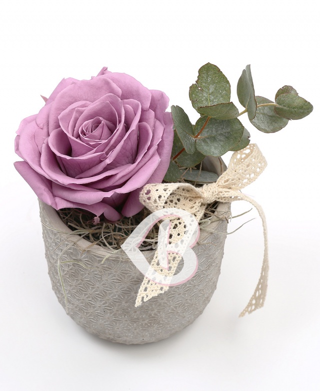 Imaginea produsului King Rose Criogenat Mov