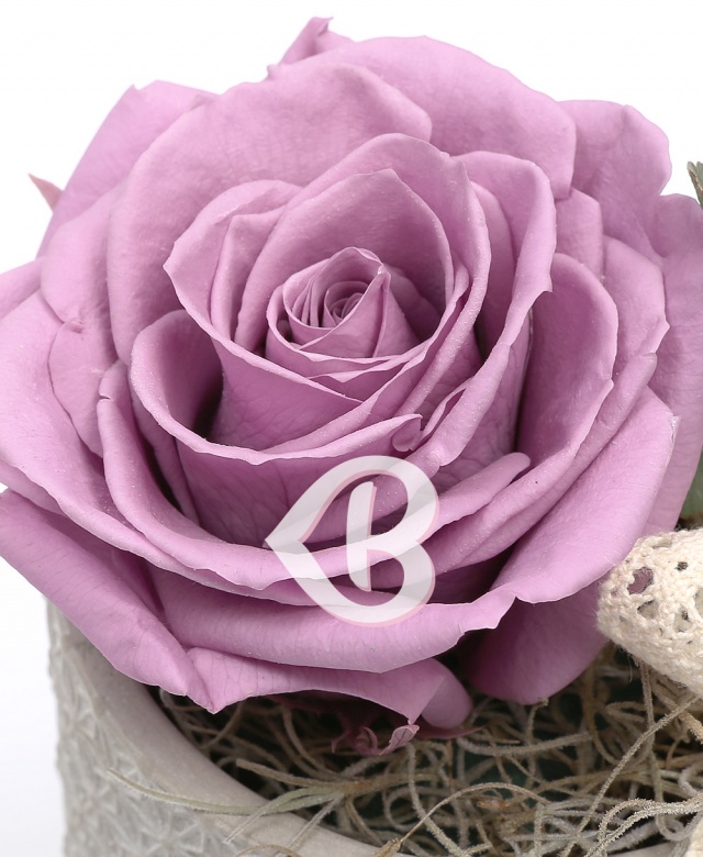 Imaginea produsului King Rose Criogenat Mov