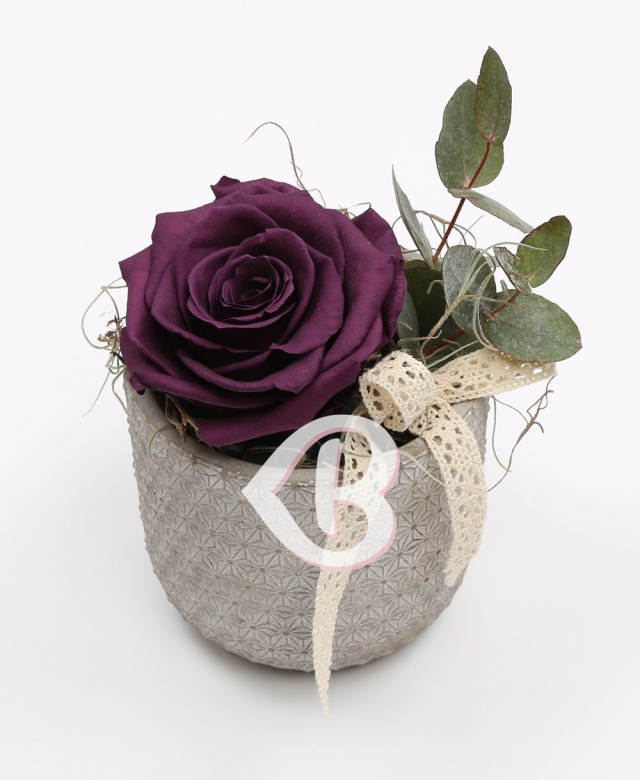 Imaginea produsului King Rose Criogenat Lila