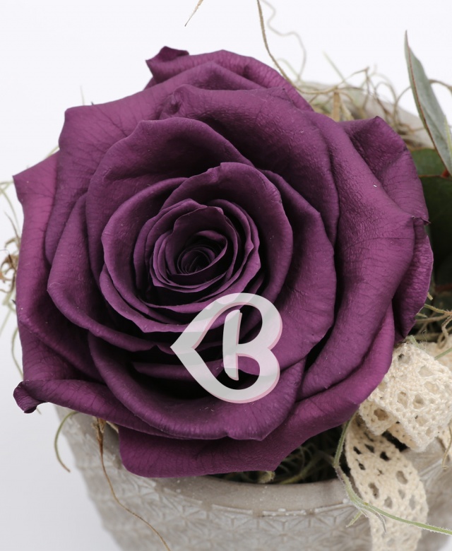 Imaginea produsului King Rose Criogenat Lila