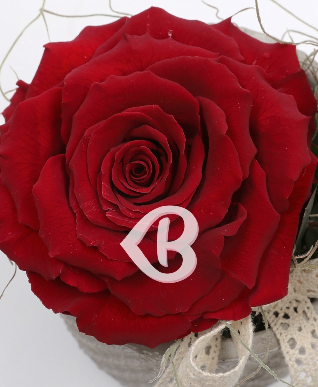 Imaginea produsului King Rose Criogenat Roșu