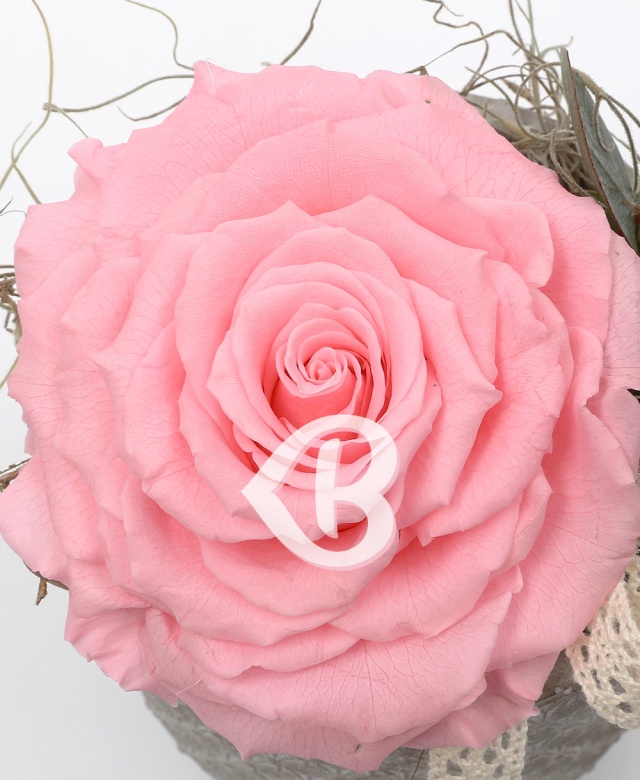 Imaginea produsului King Rose Criogenat Roz