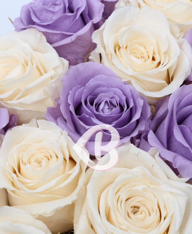 Imaginea produsului 15 Trandafiri Criogenați Mov Albi