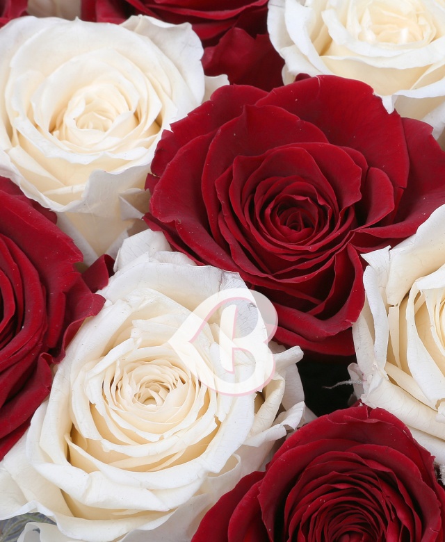 Imaginea produsului 15 Trandafiri Criogenați Roșii Albi