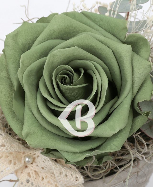 Imaginea produsului Trandafir Criogenat Verde