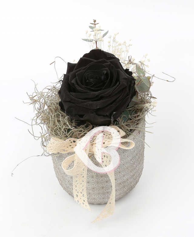 Imaginea produsului Trandafir Criogenat Negru în Vas