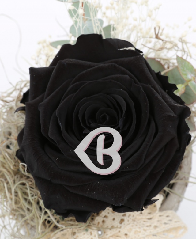 Imaginea produsului Trandafir Criogenat Negru în Vas