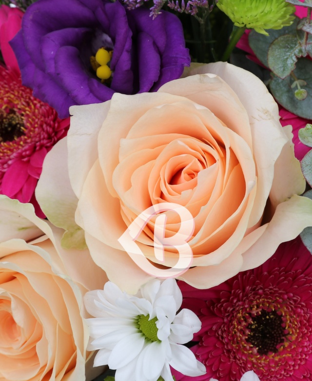 Imaginea produsului Grădină Viselor