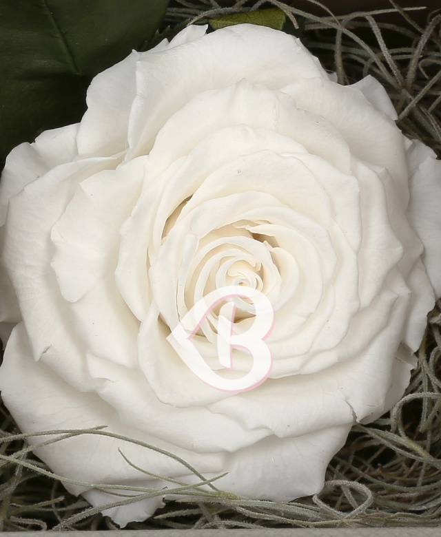 Imaginea produsului Trandafir Criogenat Alb în Cutie