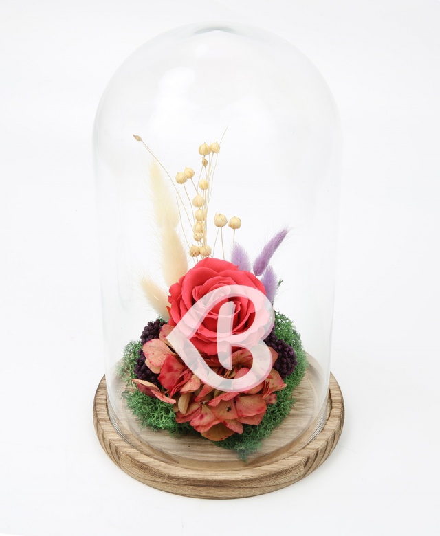 Imaginea produsului Trandafir Cherry în Cupolă