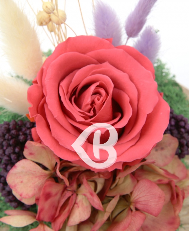 Imaginea produsului Trandafir Cherry în Cupolă