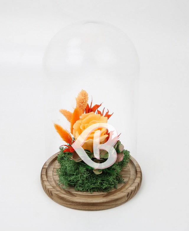 Imaginea produsului Trandafir Portocaliu Deschis în Cupolă