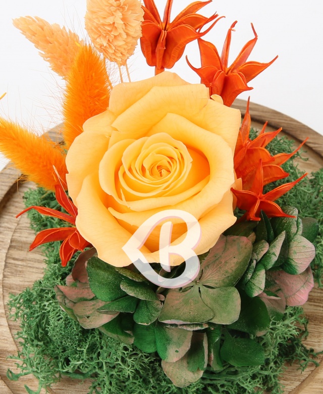 Imaginea produsului Trandafir Portocaliu Deschis în Cupolă