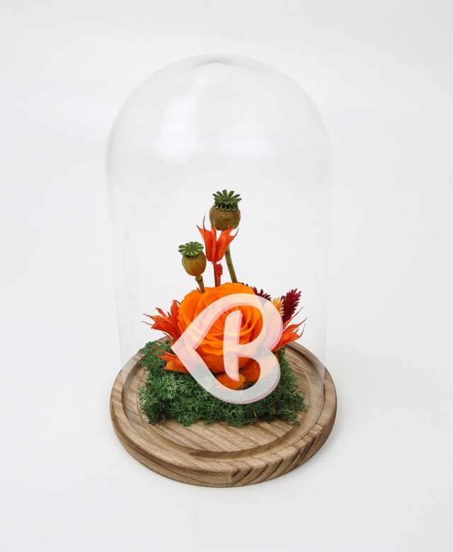 Imaginea produsului Trandafir Portocaliu Aprins în Cupolă