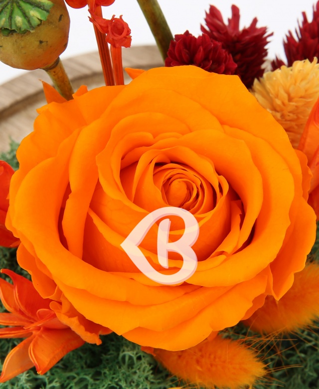 Imaginea produsului Trandafir Portocaliu Aprins în Cupolă