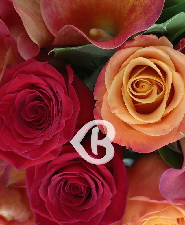 Imaginea produsului Sclipire Eleganță